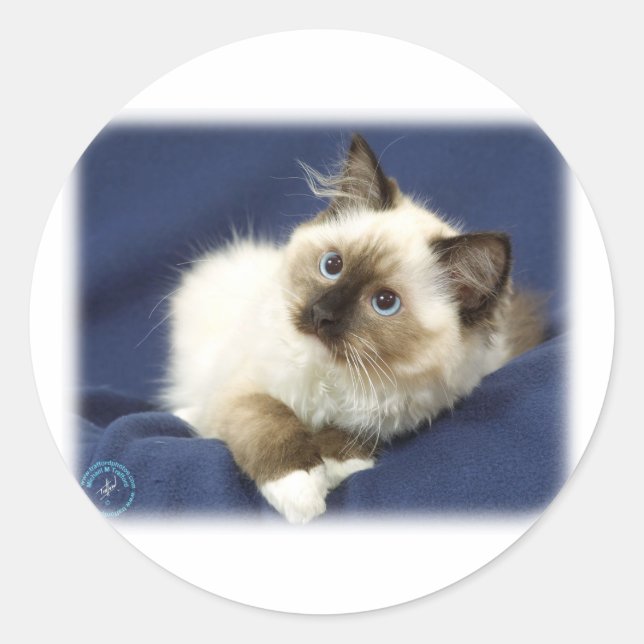 Pegatina Redonda Ragdoll Cat 9W082D-011 (Anverso)
