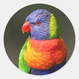 Pegatina Redonda Rainbow Lorikeet
