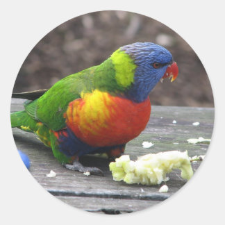 Pegatina Redonda Rainbow Lorikeet