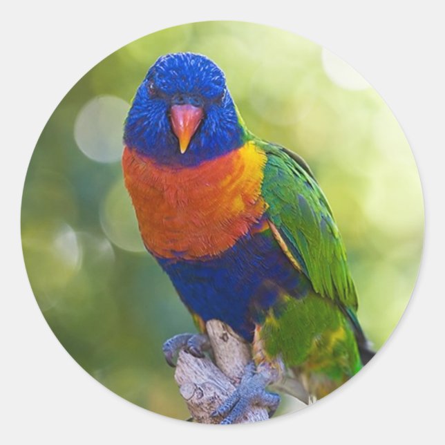 Pegatina Redonda Rainbow Lorikeet (Anverso)