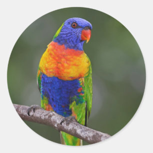 Pegatina Redonda Rainbow Lorikeet Trichoglossus Haematodus Parrot