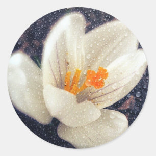 Pegatina Redonda Rainy Day Crocus