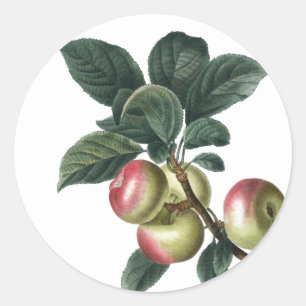 Pegatina Redonda Rama de manzanas rojas