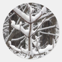 Ramas cubiertas de nieve