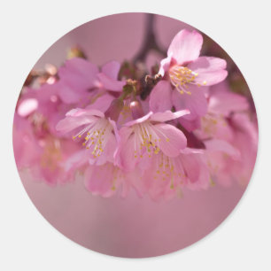 Pegatina Redonda Ramo delicado de flor de cerezo Sakura