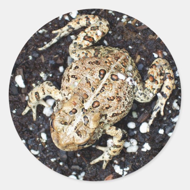 Pegatina Redonda Rana (Anverso)