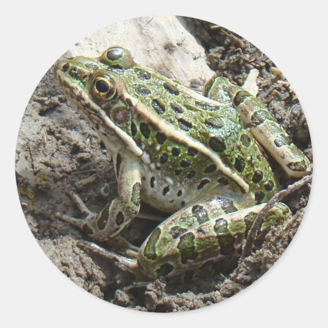 Pegatina Redonda Rana de leopardo R3 (Anverso)