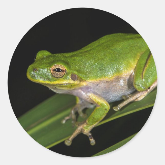 Pegatina Redonda Rana verde arborícola (Hyla cinerea) 2 (Anverso)