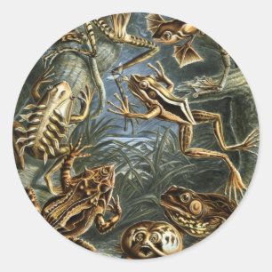 Pegatina Redonda Ranas y sapos vintage Batrachia por Ernst Haeckel