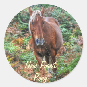 Pegatina Redonda Rara Palomino New Forest Pony & Bracken - Inglater