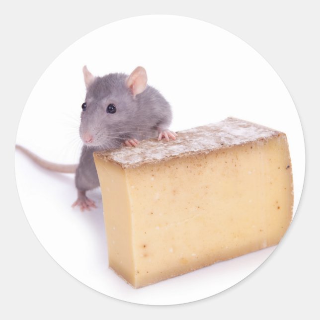 Pegatina Redonda rata con queso (Anverso)