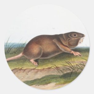 Pegatina Redonda Rata valija del sur, Ilustracion Shrew Mole