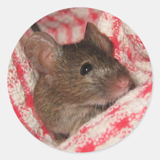 Pegatina Redonda Ratón en la casa