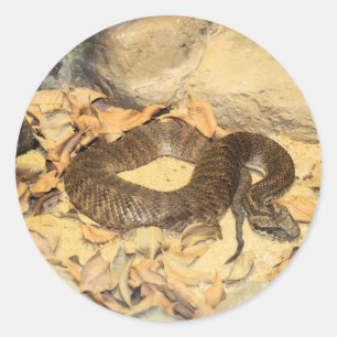 Pegatina Redonda Rattlesnake