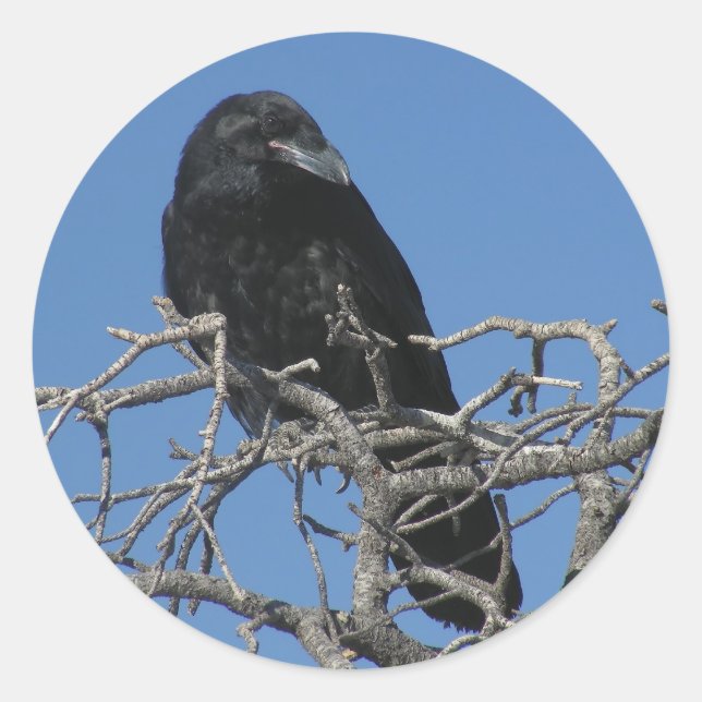 Pegatina Redonda Raven (Anverso)