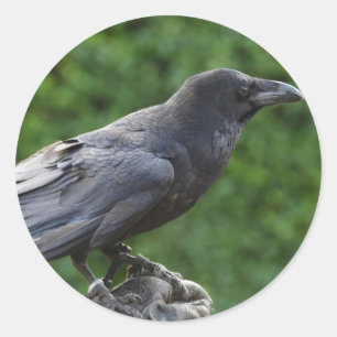 Pegatina Redonda Raven del Norte