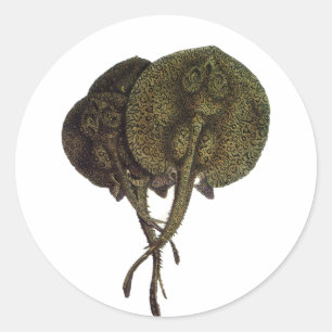 Pegatina Redonda Rayas látigo Stingrays, Animales de Vida Marina An