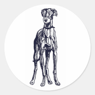 Pegatina Redonda Raza de Greyhound inglesa