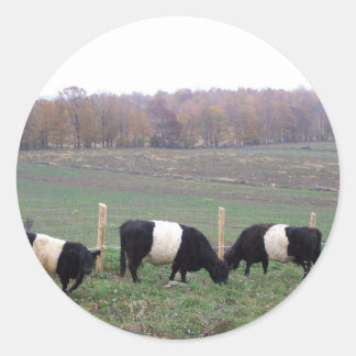 Pegatina Redonda Rebaño de vaca Beltie en otoño