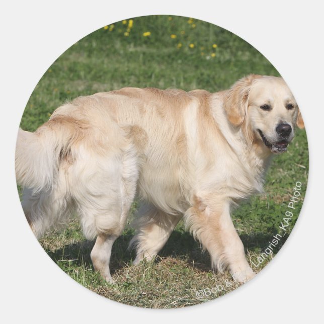Pegatina Redonda Recorrido de Golden Retriever (Anverso)
