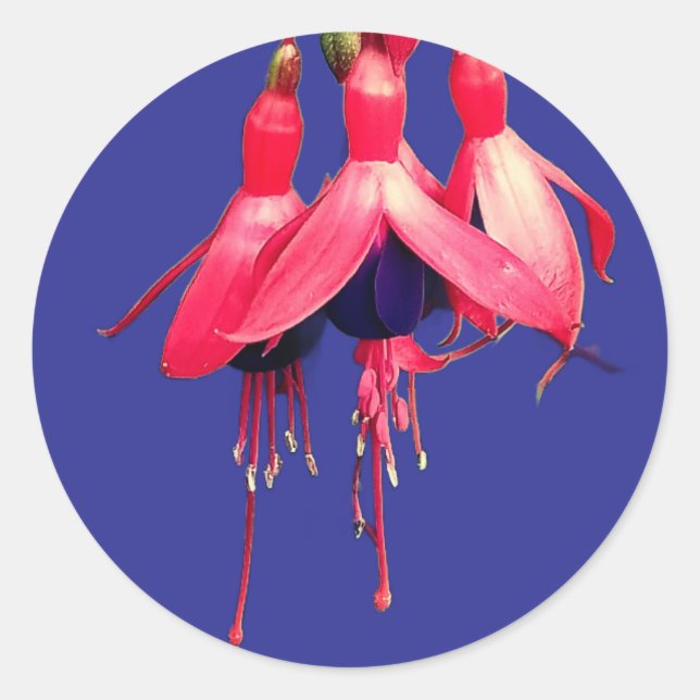 Pegatina Redonda Red and purple flowers (Anverso)