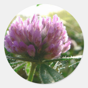 Pegatina Redonda Red Clover