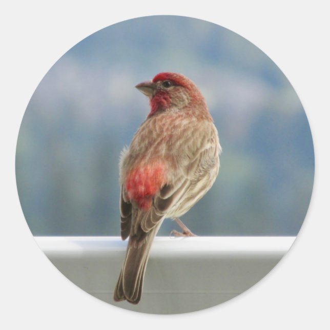 Pegatina Redonda ​ Red Finch Check out the View. (Anverso)