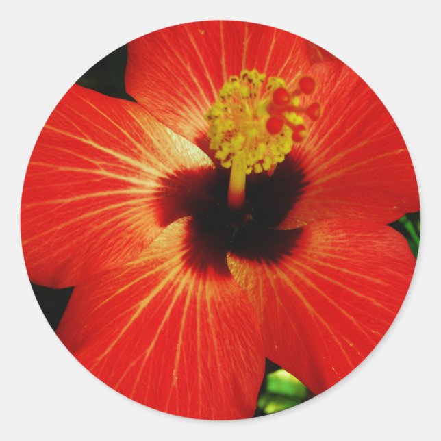 Pegatina Redonda Red Hibiscus (Anverso)