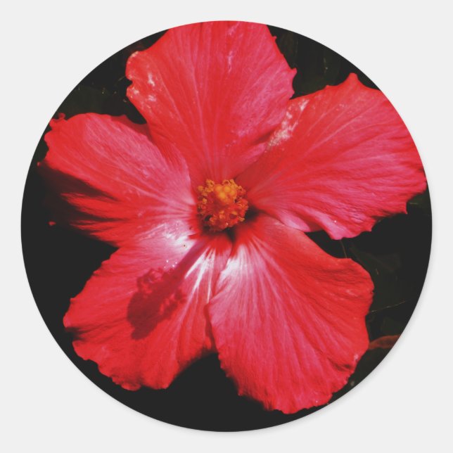 Pegatina Redonda Red Hibiscus (Anverso)