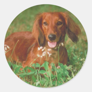 Pegatina Redonda Red Long Haired Dachshund
