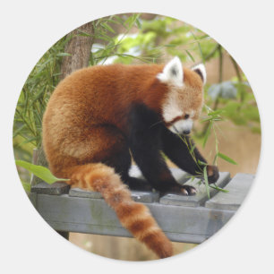 Pegatina Redonda red-panda-039