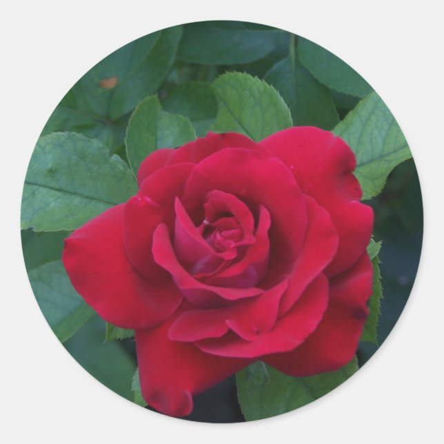 Pegatina Redonda Red Rose Close (Anverso)