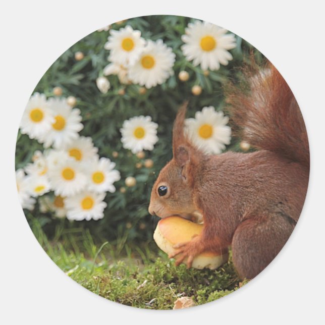 Pegatina Redonda Red Squirrel and Daisies Cute Photo (Anverso)