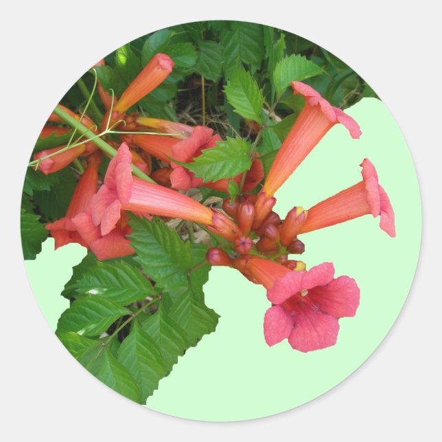 Pegatina Redonda Red Trumpet Vine (Anverso)