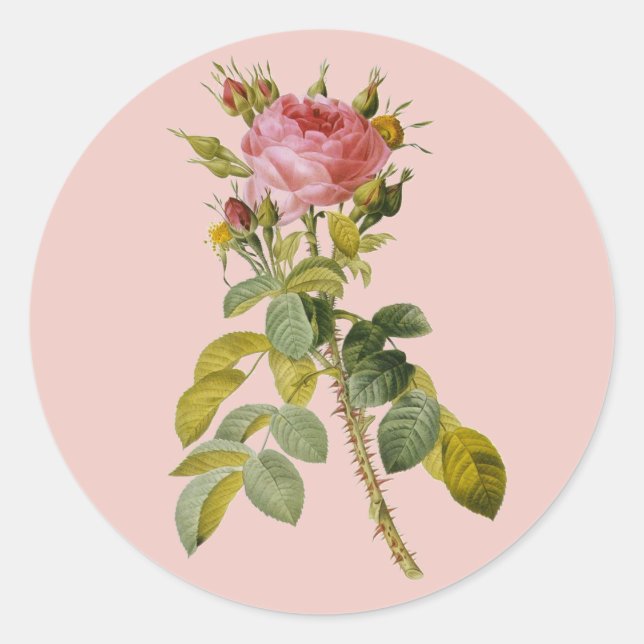Pegatina Redonda Redoute English Rosa Single Stem (Anverso)