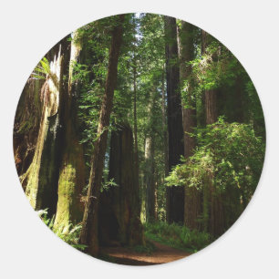 Pegatina Redonda Redwoods y helechos en el Parque Nacional Redwood