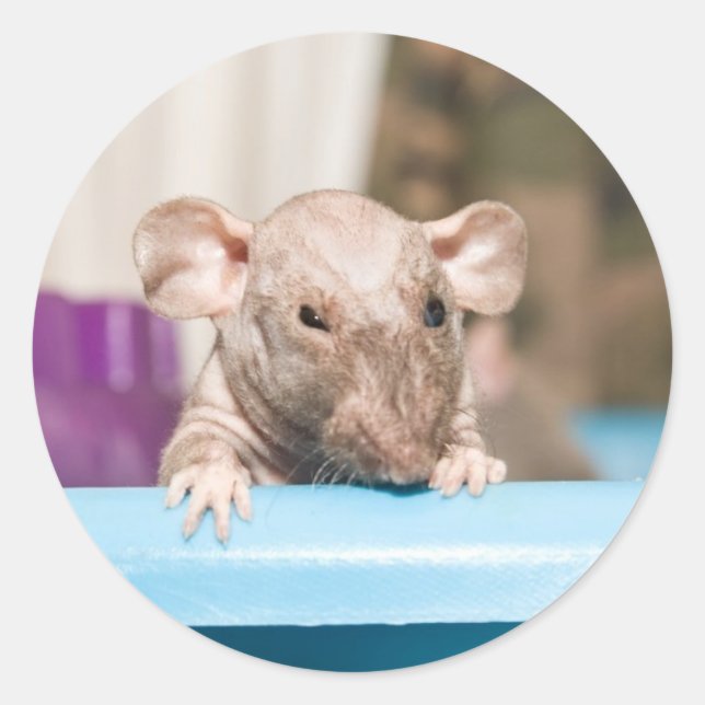 Pegatina Redonda refunfuñar (Anverso)