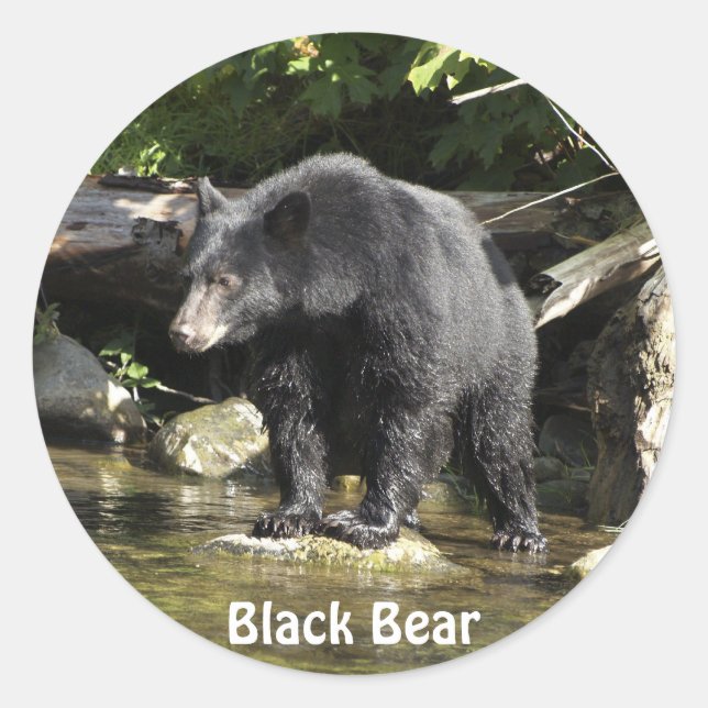 Pegatina Redonda Regalos de Pegatinas de oso negro "Salmon Spotting (Anverso)
