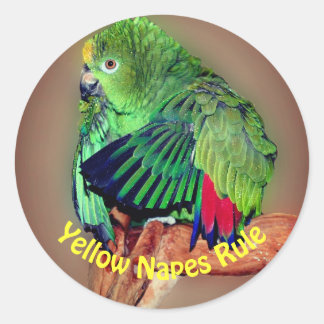 Pegatina Redonda Regla de loros amazónicos amarillos