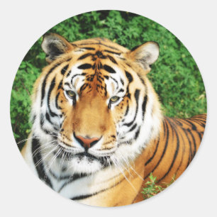 Pegatina Redonda Relajación de tigres