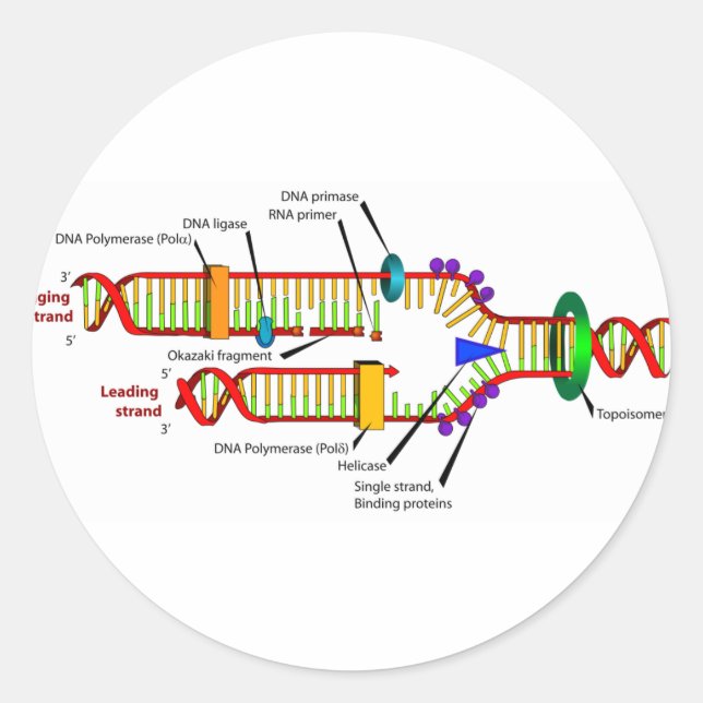 Pegatina Redonda replicación del ADN (Anverso)