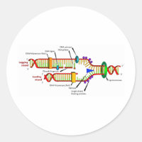 replicación del ADN