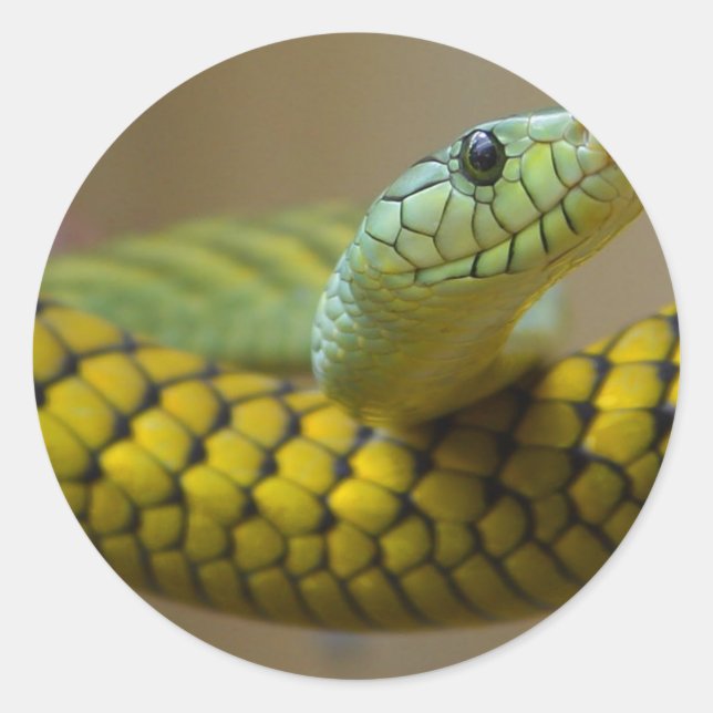 Pegatina Redonda Reptile de serpiente (Anverso)
