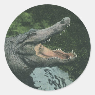 Pegatina Redonda Reptiles de cocodrilos vintales, vida animal marin