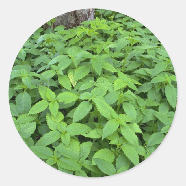 Pegatina Redonda Resumen Hojas de menta silvestres (Anverso)