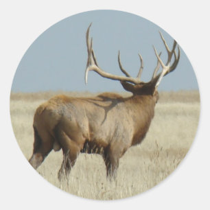 Pegatina Redonda Retador de alce toro E20
