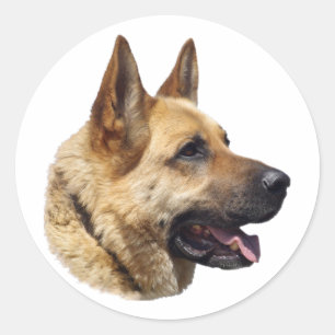 Pegatina Redonda Retrato Alsatian del pastor alemán