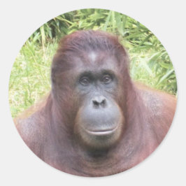 Pegatina Redonda Retrato animal de Orangutan