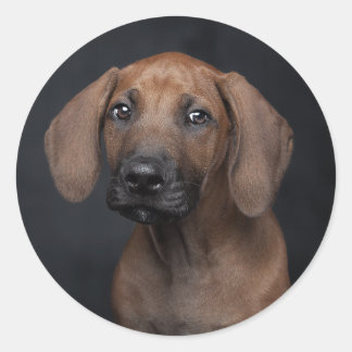 Pegatina Redonda Retrato de cachorro adorable Rhodesian Ridgeback p