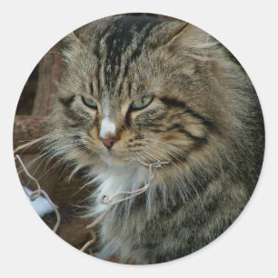 Pegatina Redonda Retrato de gato asilvestrado Maine Coon en inviern